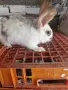 Продавам     зайци, снимка 5