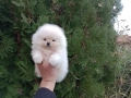 Мъжки Померан. Реални снимки ! , снимка 2