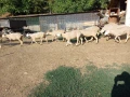 Стадо овце - Скоро раждат !, снимка 8