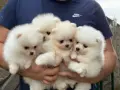 Мини померан момченца и момиченца, снимка 9