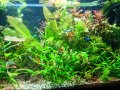 Растения за аквариум и езеро , имам излишни стартирани аквариуми., снимка 4