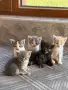 Подаряваме прекрасни малки котенца, снимка 1