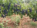 Болгар и мерло за вино и ракия, снимка 6