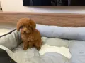 Той Пудел Момиче / Toy Poodle Girl, снимка 3