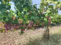 Продавам грозде червен мискет и памид в района на гр. Твърдица, Сливен, снимка 1