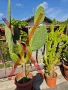 Кактуси , снимка 2