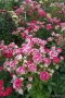 Роза 3, снимка 1 - Градински цветя и растения - 41777198