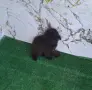 Тийкъп/той пудел, снимка 1