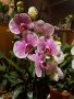 Орхидея , снимка 1 - Стайни растения - 44364138