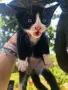 Подарявам малки котенца на 1 месец, снимка 8