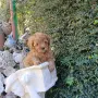 Той пудел момиче., снимка 6