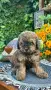 Кавапу Cavapoo F1b, снимка 6
