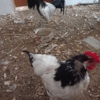 Семейство  кокошка и петел лакенфелдер, снимка 3 - други­ - 42095651