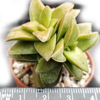 Красула (Crassula Springtime), вкоренено сукулентно растение, снимка 3 - Стайни растения - 41479322