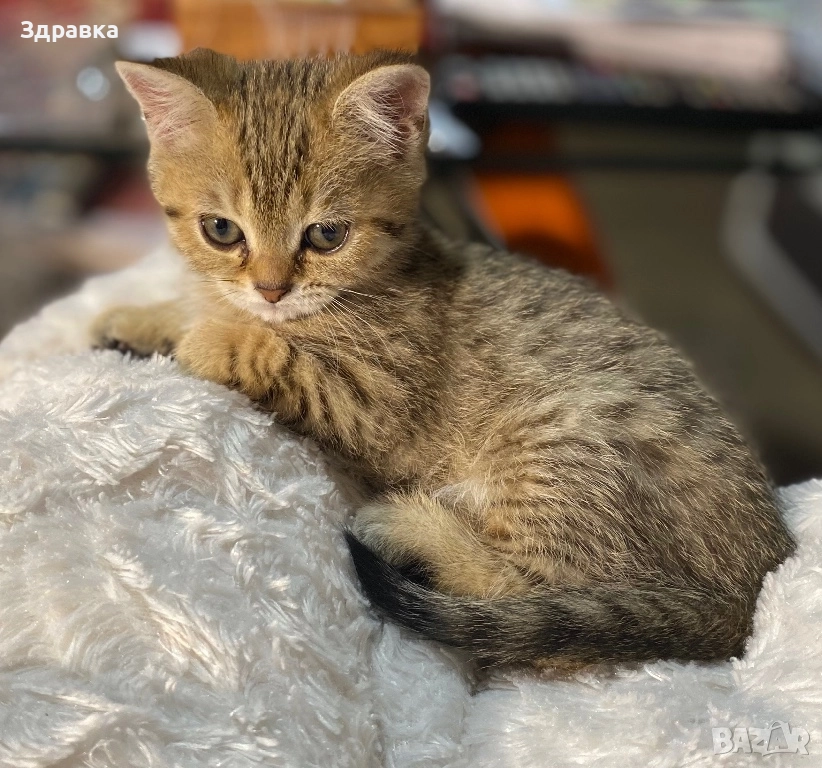 Британско късокосместо  коте, снимка 1