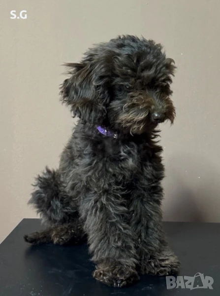 Мини пудел - женско CHOCOLATE , снимка 1