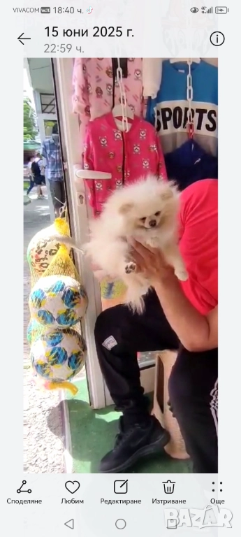 Чистокръвен мини померан, снимка 1