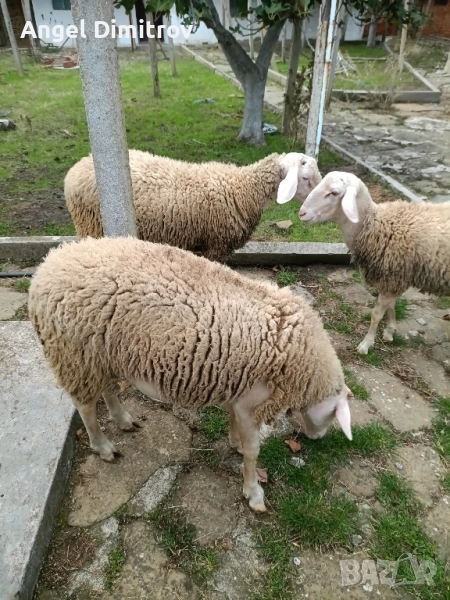 мъжки шилета за клане или кочове , снимка 1