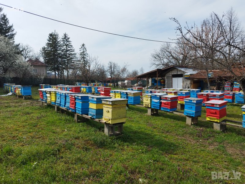 Пчелни отводки в За пчели в с. Борован - ID39565893 | Bazar.bg