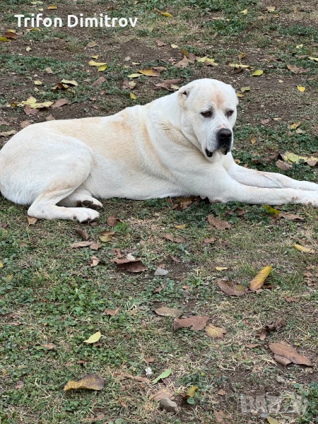 Мъжки Алабай за Разплод, снимка 1