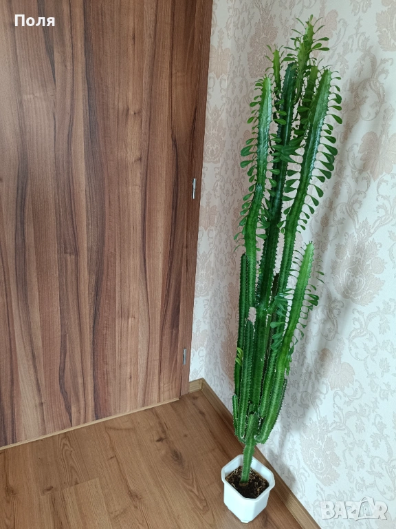 Еуфорбия тригона 133см, снимка 1