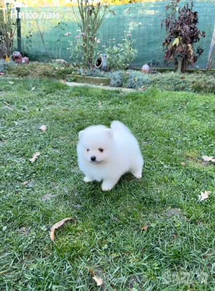 Померан мини момче. Померанче, снимка 1