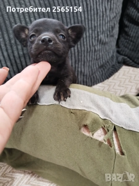 Малка шепичка любов , снимка 1