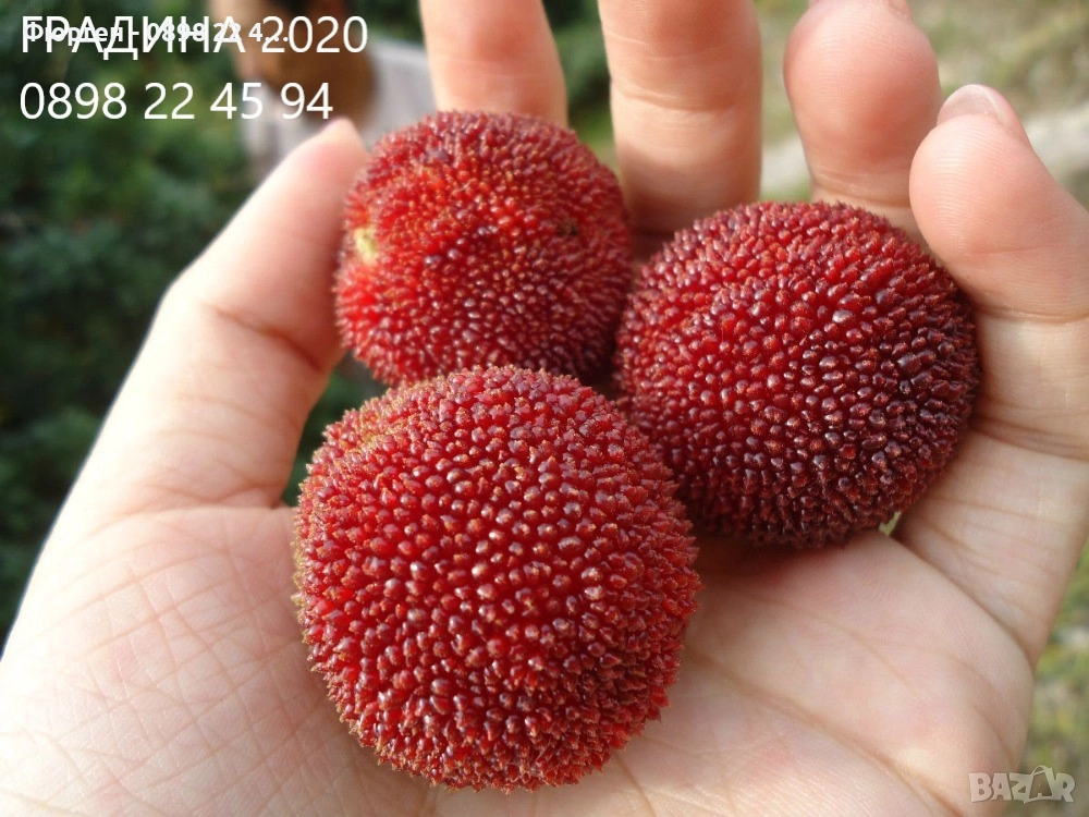 Ягодово дърво - Арбутус, снимка 1