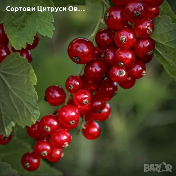 Червен Касис, снимка 1