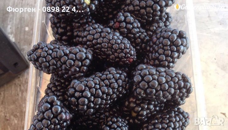 Къпина Натчез /Rubus fruticosus Natchez /, снимка 1