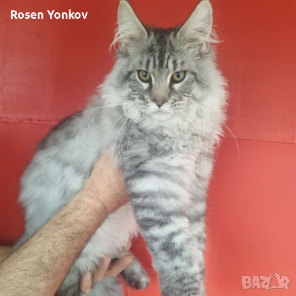 Мейн Кунчета със родословие и документи от частен развъдник., снимка 1