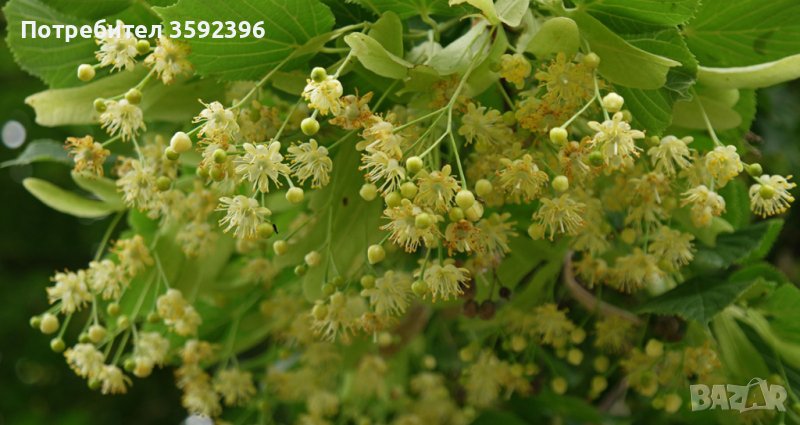 Комплект от 2 липи дръвчета  за 10 лева, снимка 1