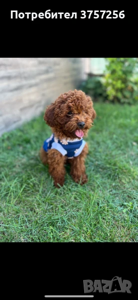 Пудел той (poodle), снимка 1