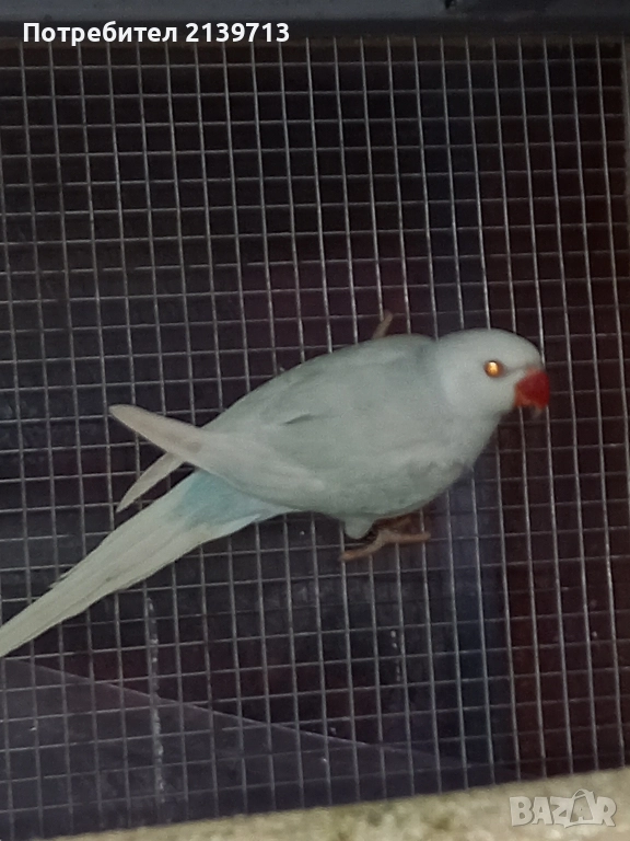 Продавам папагал Малък Александър , снимка 1