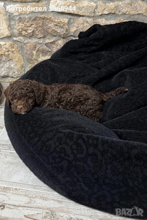 Лагото романьол, снимка 1