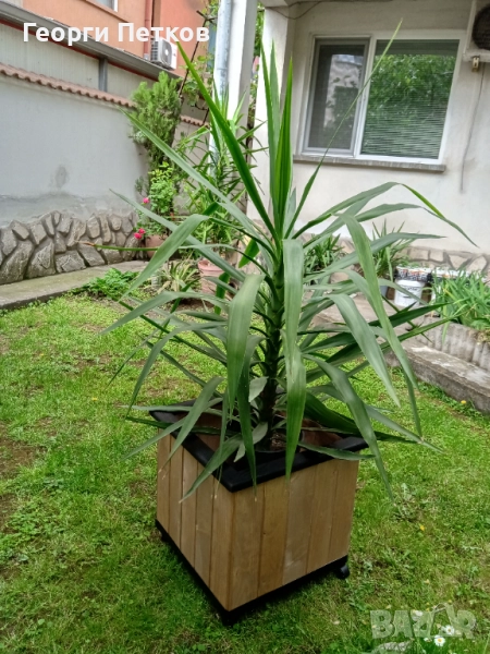 Палма Юка стайна - 150см.- 50лв.., снимка 1