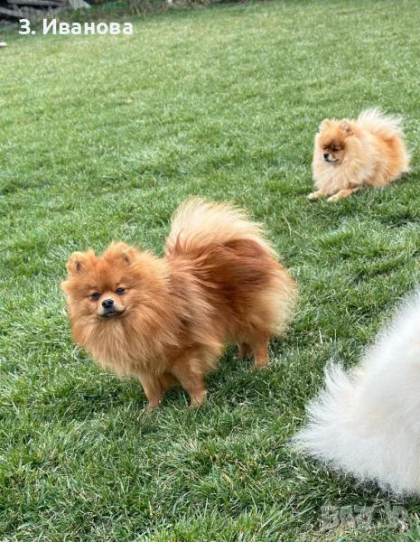 Момче на достъпна цена, снимка 1