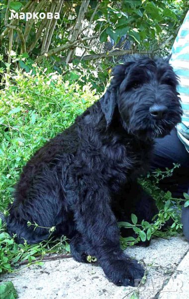 Черен руски териер/КГБ/, снимка 1