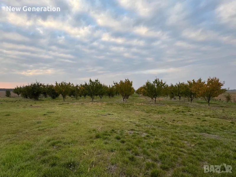 Продавам овощна градина - Кайсии - 22,5 декара, снимка 1
