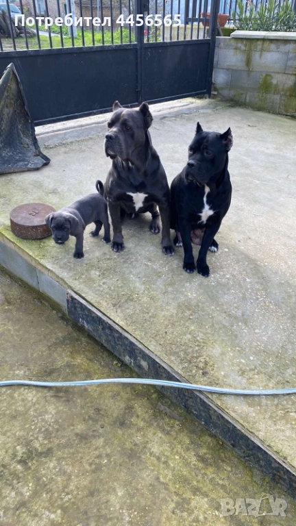 Коледна промоция! Кане Корсо бебета, снимка 1