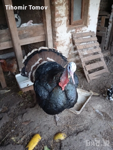 продавам домашно гледани пуйки пуяци за празниците , снимка 1