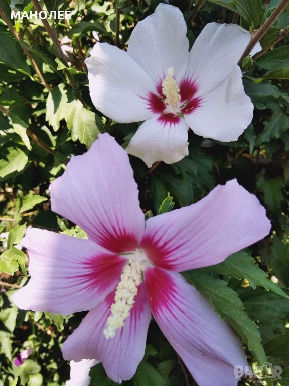 🪷🌼💐🪻Дървовидна ружа🌼🪻💐, снимка 1