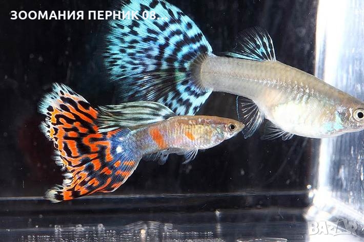 Декоративни рибки - Риби Гупа - ЛИЧНО ПЕРНИК, снимка 1