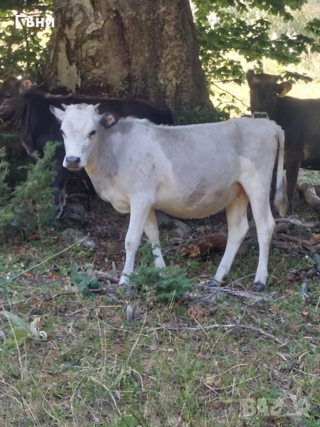 продавам юници крави за дамазлък, снимка 1