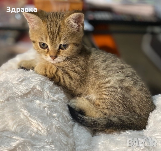 Британско късокосместо  коте