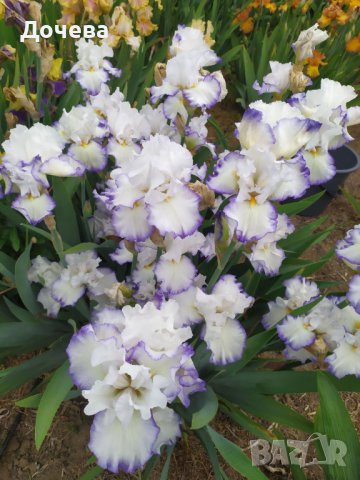 ризоми от сортови брадати ириси, снимка 11 - Градински цветя и растения - 41372392