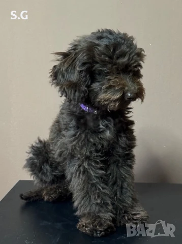 Мини пудел - женско CHOCOLATE , снимка 1