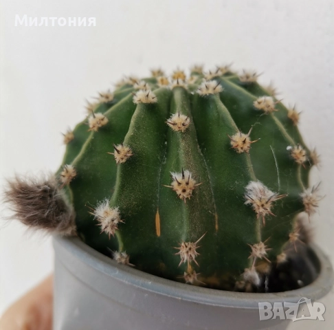 кактус ехинопсис , снимка 2 - Стайни растения - 51625446