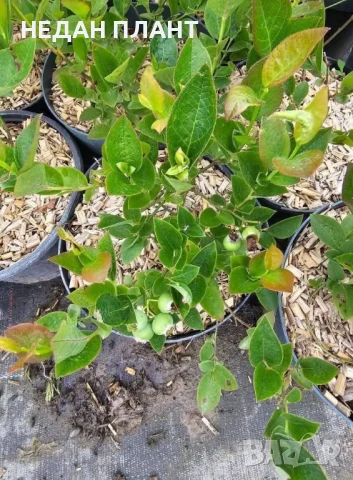 Американска синя боровинка/Vaccinium "Duke" , "Goldtraube" , "Bluecrop" ,"Bluegold", снимка 2 - Градински цветя и растения - 51047283