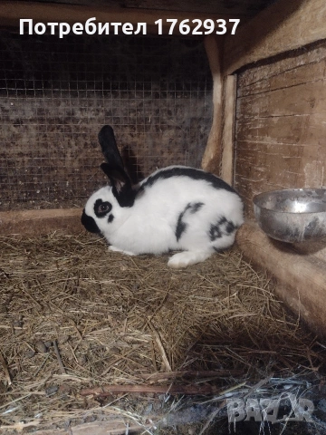 Немски пъстър великан ПЕПЕРУДА, снимка 12 - Други - 30432552